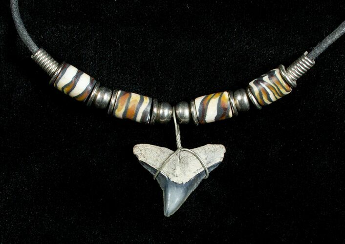 Fossil Bull Shark Tooth Necklace #3536